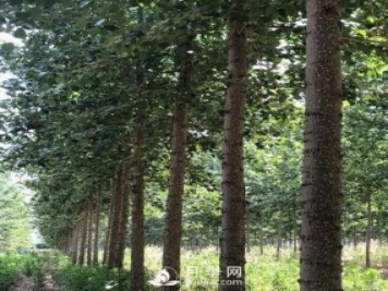 河南周口：培育出不飞絮的杨树新品种