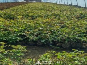 各类盆栽月季上市，南阳杯苗基地全国批发中