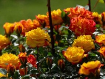 安阳市滑县森林公园月季花开放，赏花打卡正当时
