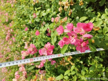 安吉拉月季盆栽苗，60厘米高基地发货