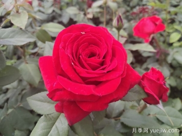 原产中国的玫瑰花(月季花)，是如何成为美国国花的？