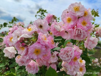 山木香和野蔷薇的辨识区别