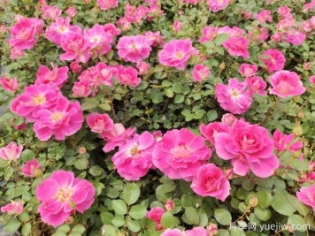仙境盆栽月季杯苗粉色丰花，绿化工程批发