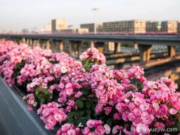 杭州高架月季实现定期开花，是如何进行花期调控的？