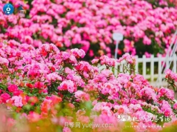 2024年第二届杭州市月季花展举办，赏500万株月季