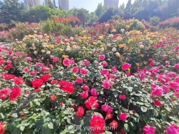 郑州月季公园40万株月季竞相绽放，感受花漾生活