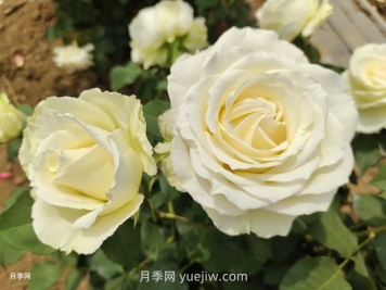 十一朵白玫瑰的花语和寓意