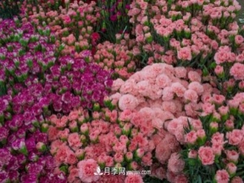 中国6大花市，全国花卉批发市场介绍