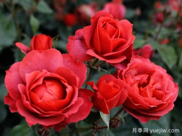 21朵玫瑰：不只是浪漫，还藏着这些深意