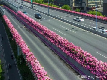 杭州高架月季初开，2024年又到走花路时间
