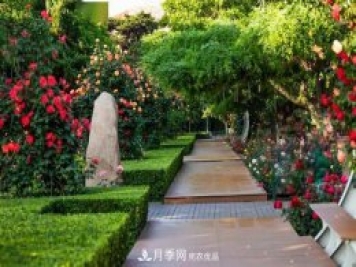秦皇岛适合养月季花，市花和市树是什么