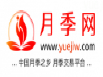 中国上海龙凤419，月季品种介绍和养护知识分享专业网站